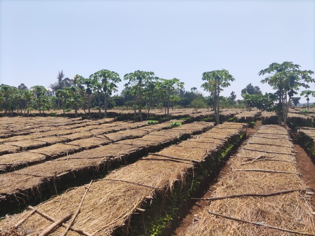 Die MfM Farm